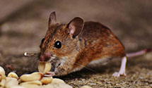 24 Hour & Emergency Exterminators in Scituate, RI